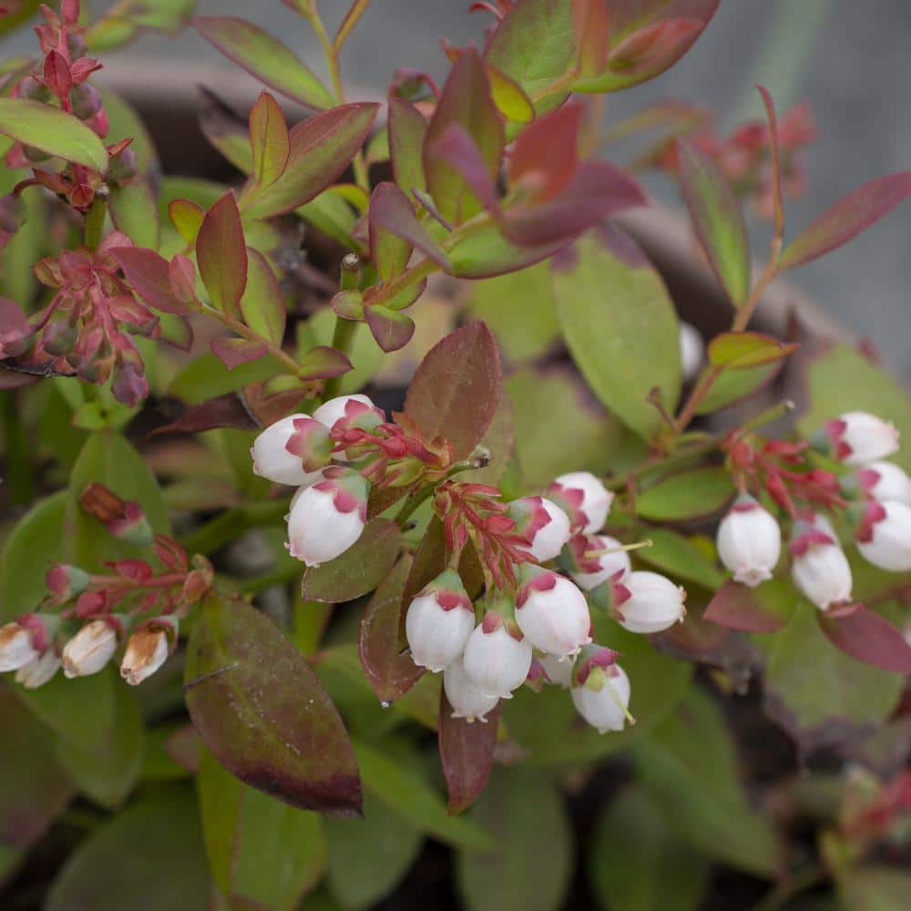 Sapphire Cascade Blueberry Plant with Lush Green Foliage