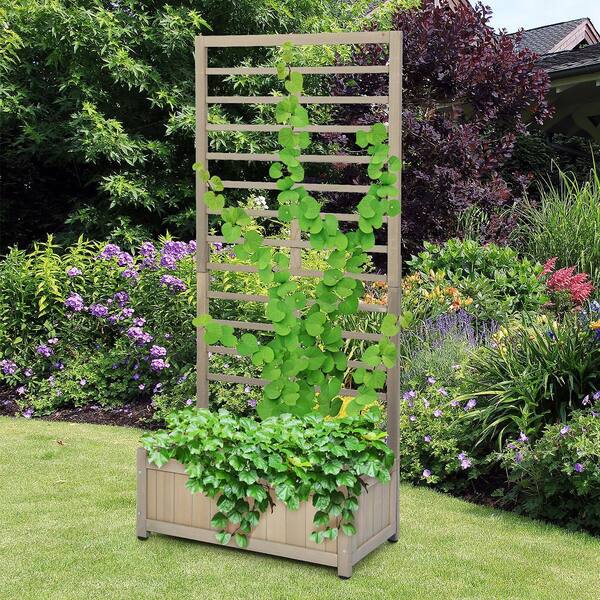 Image of Raised garden bed with trellis for climbing plants