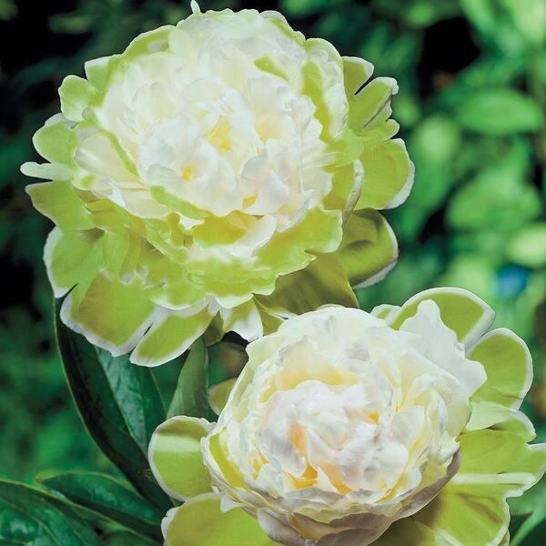 Spring Hill Nurseries Green Halo Peony Paeonia Live Bareroot Perennial With White And Green Colored Flowers 1 Pack 735 The Home Depot