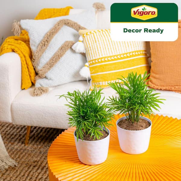 Neanthebella Indoor Palm in 6 in. White Ribbed Plastic Decor Planter, Avg. Shipping Height 1-2 ft. Tall (2-Pack)