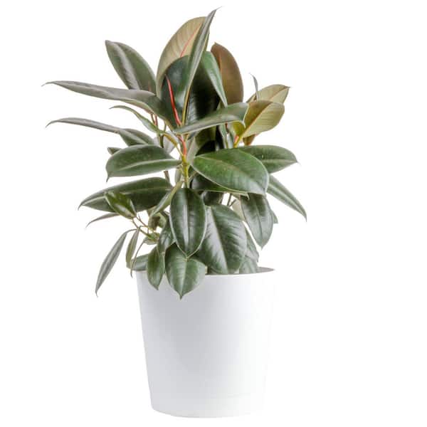 plant stand indoor tall Vidkun