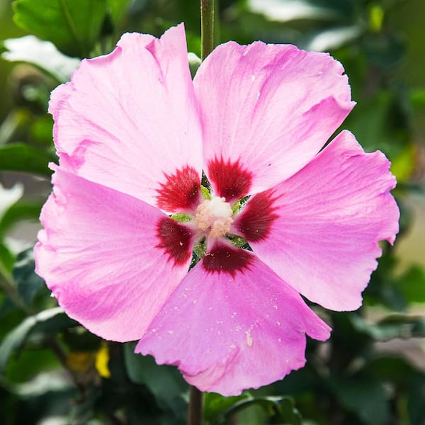 DIRECT GARDENING 3 Gal. Pot, Aphrodite Tree Form Rose of Sharon Althea Pink Flowering Shrub (1-Pack)