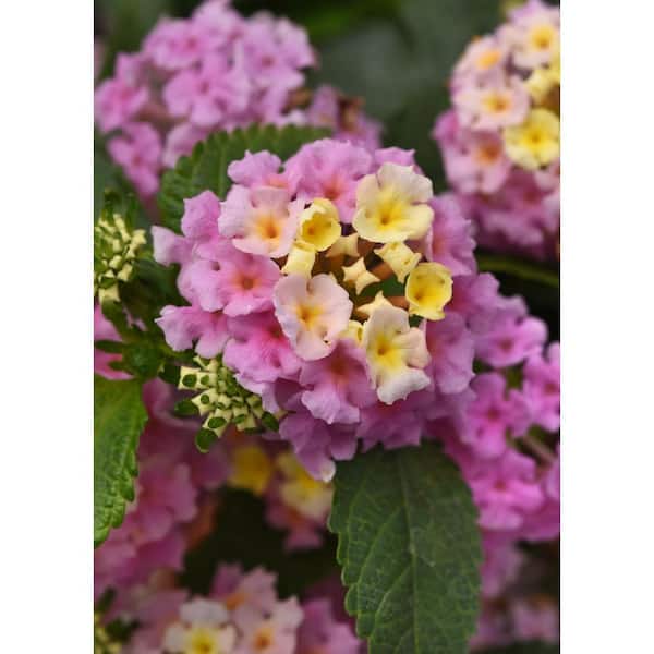 2.5 Qt Lantana Traling Lavender in Grower's Pot (2-Packs)