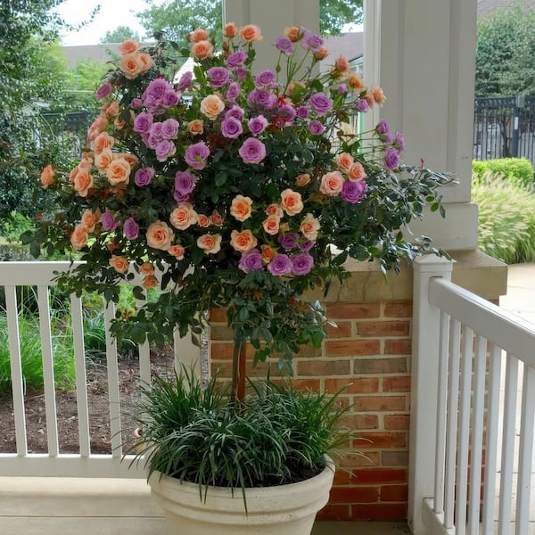 national PLANT NETWORK Bare Root 2-in-1 Angel Face-Cherish Tree