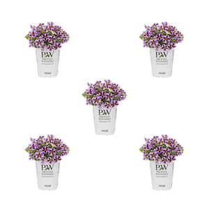 1.5 Pt. Calibrachoa Million Bells Superbells Holy Smokes Purple Bicolor Annual Plant (5-Pack)