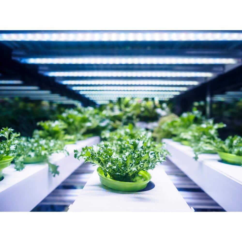 12-Inch Blue Spectrum LED Grow Light for Indoor Plants