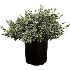 2.25 Gal. Emerald Gaiety Euonymus Live Shrub with Green and White Folliage