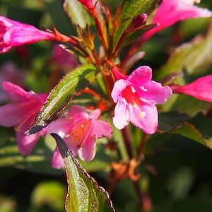 Weigela f. Java Red Root Stock (1-Set)