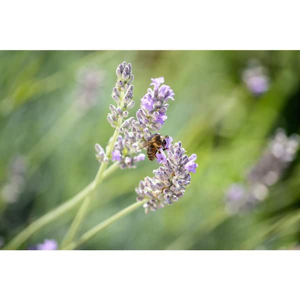 lavender plants nearby Sensational! Lavender main image 1