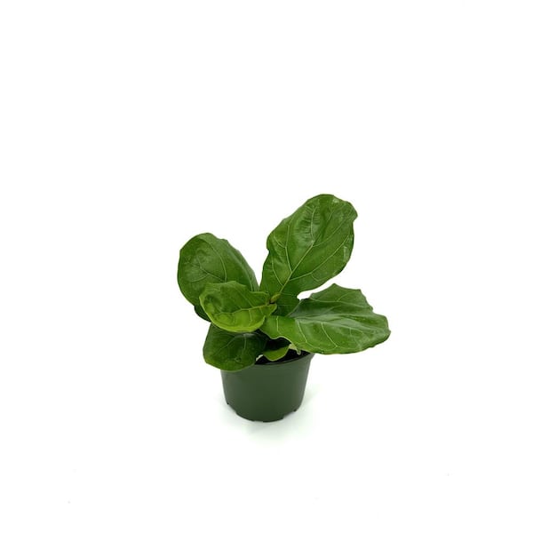 HAMPSHIRE FARMS 6 in. Ficus Lyrata Plant in Grower Pot