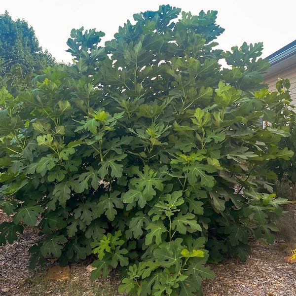 2.5 Gal. Celeste Fig Tree