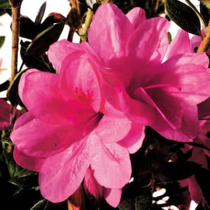 7 Gal. Autumn Empress Encore Azalea Shrub with Medium Pink Reblooming Flowers