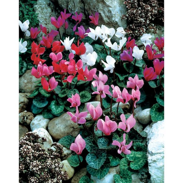 Breck's Cyclamen Hardy Fall Blooming (3-Pack)