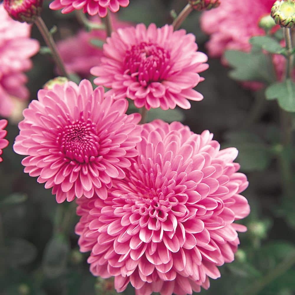 6.5 in. Purple Garden Mum Plant 1006335808 - The Home Depot