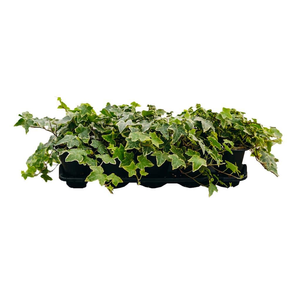 Vigoro 4 5 In English Ivy Plant Hedera Helix 10 Pack 96256 The vigoro-4-5-in-english-ivy-plant-hedera-helix-10-pack-96256-the