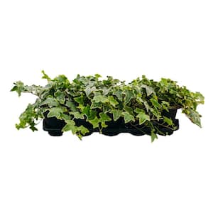 4.5 in. English Ivy Plant (Hedera Helix) (10-Pack)