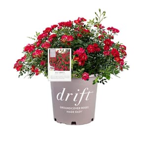 3 Gal. Red Drift Rose Bush with Red Flowers