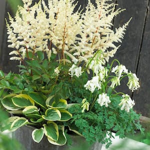 White Shade Perennial Patio Container Collection (Set of 3 Roots)