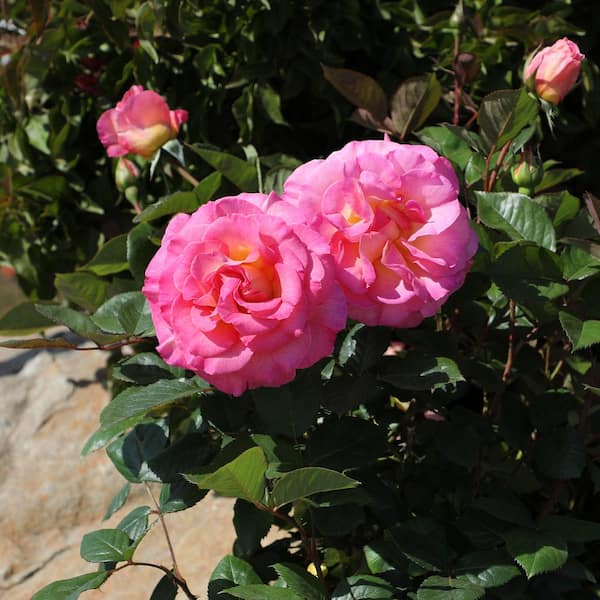 ALTMAN PLANTS My Bouquet 8 qt. Rose Pink and Gold Blossom (Julie