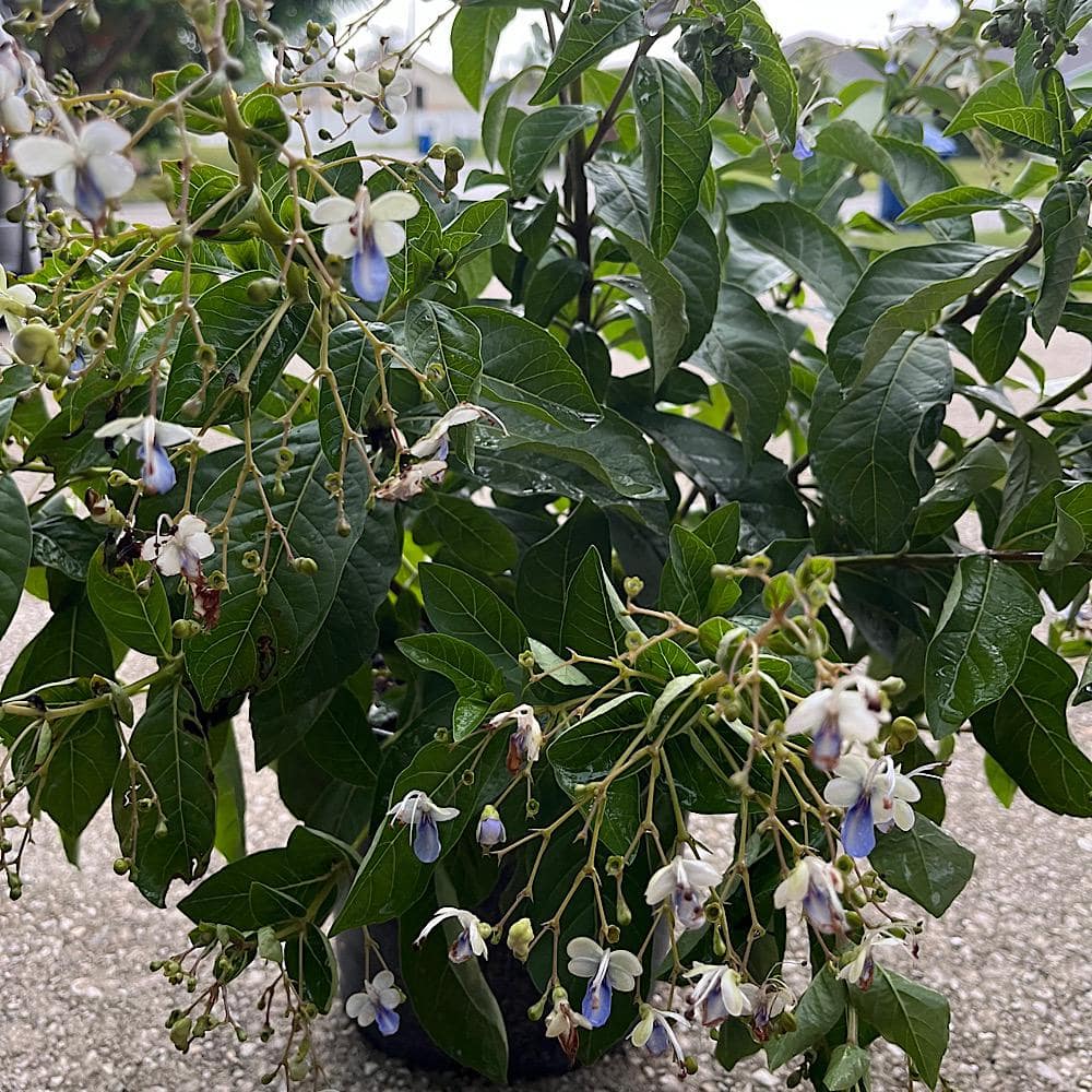 3 Gal. Blue Butterfly Bush Clerodendrum Shrub with Violet Flowers price history on PriceWatchPro