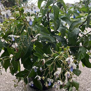 3 Gal. Blue Butterfly Bush Clerodendrum Shrub with Violet Flowers