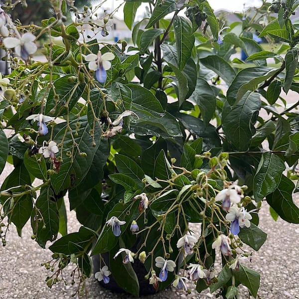 OnlinePlantCenter 3 Gal. Blue Butterfly Bush Clerodendrum Shrub with Violet Flowers