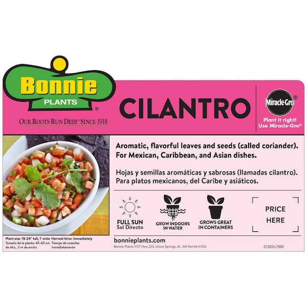2.32 qt. Cilantro Herb Plant