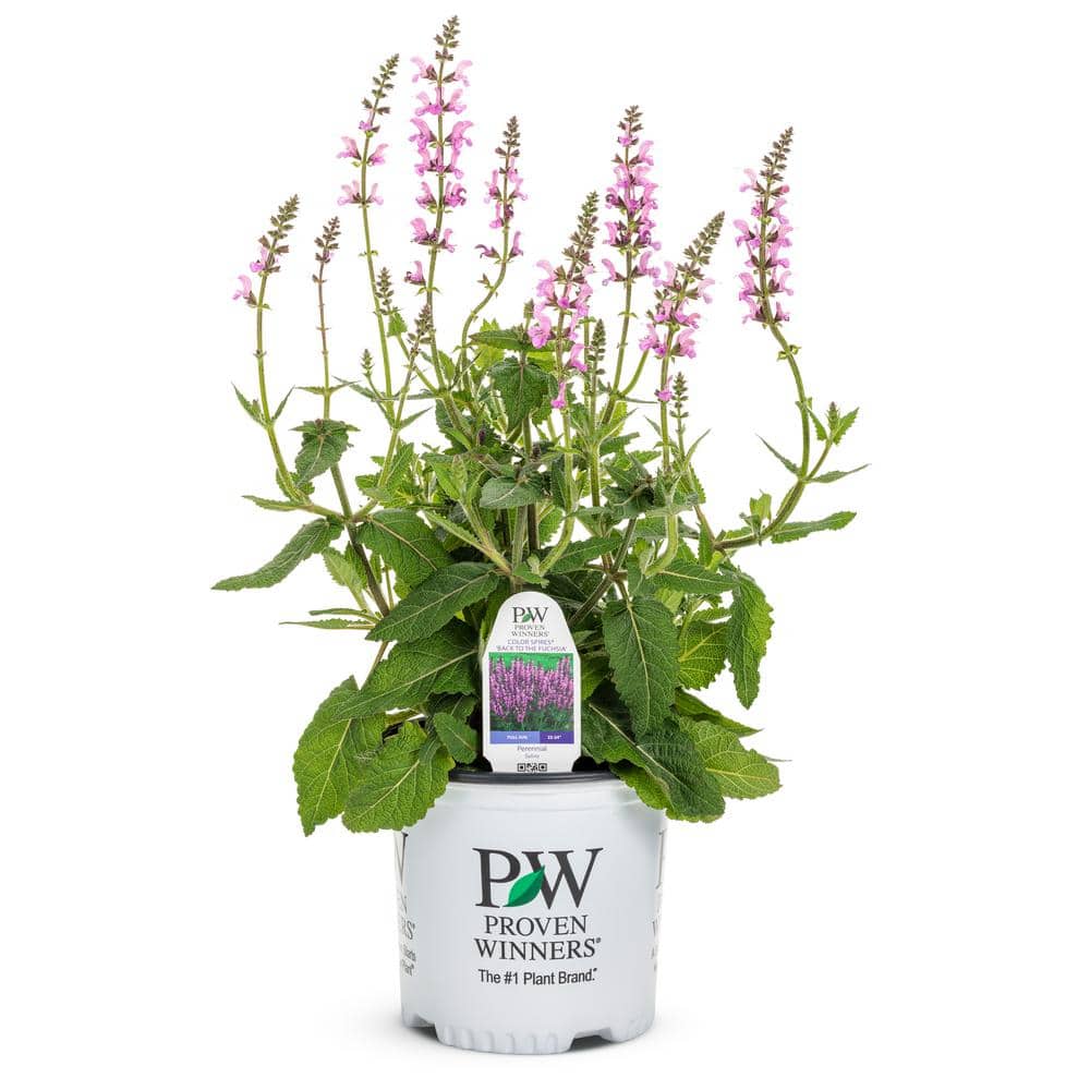 1 Gal. Pink Flowers Color Spires Back to The Fuchsia (Salvia) Live Plant - Thumbnail 2