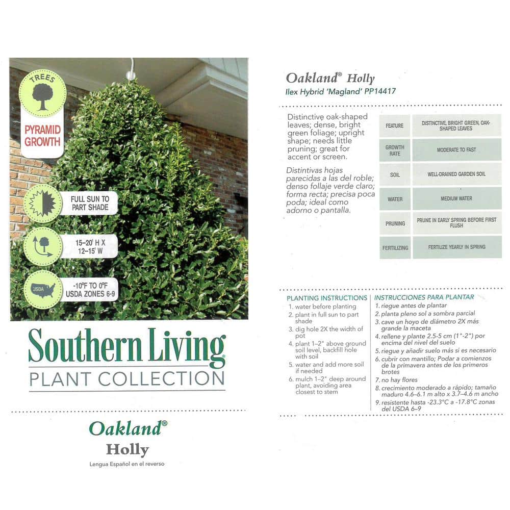 Oakland Holly 7-Gallon Evergreen Shrub with Glossy Green Foliage