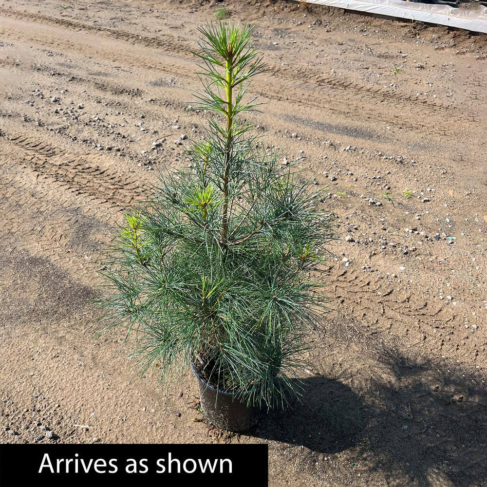 Eastern White Pine Evergreen Tree in 1 Gallon Pot