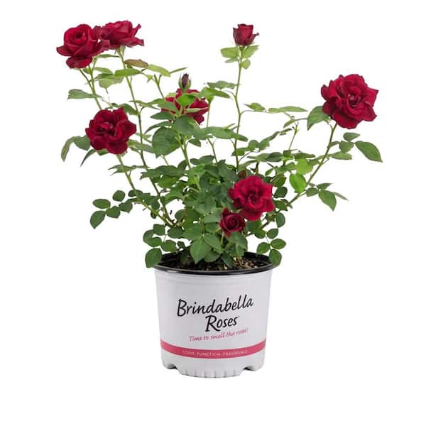1 Gal. Red Empress Brindabella Live Rose with Red Flowers (1-Pack)