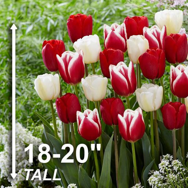 Garden State Bulb 12/+ cm, Candy Cane Mix Triumph Tulip Flower