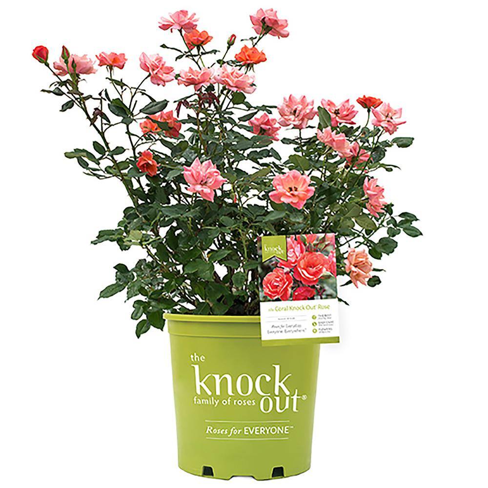 Double Knock Out® — The Knock Out® Family of Roses