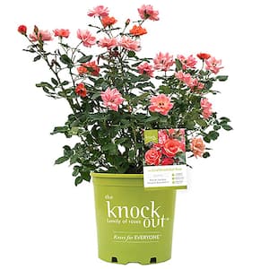2 Gal. The Coral Knock Out Rose Bush with Brick Orange to Pink Flowers