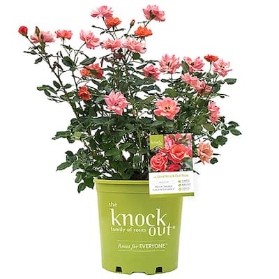 ENCORE AZALEA 2 Gal. Autumn Royalty Shrub with Purple Flowers 14794