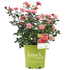 3 Gal. The Coral Rose Bush with Brick Orange to Pink Flowers