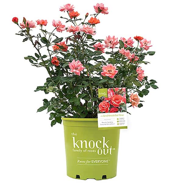 KNOCK OUT 3 Gal. The Coral Rose Bush with Brick Orange to Pink Flowers