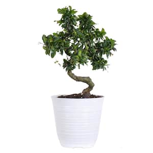 Indoor Plant Ficus Ficus BOTANICLY Height: 70 cm