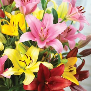 Lilies Asiatic Mixed Set of 3 Bulbs