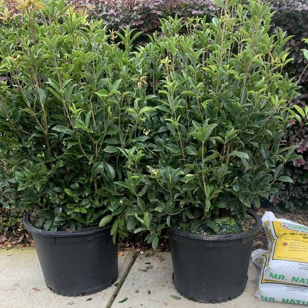 15 Gal. Fragrant Tea Olive Live Shrub 8250615 - The Home Depot