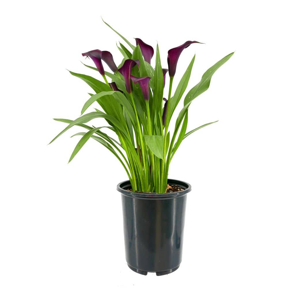 2.5 Qt. Perennial Calla Lily Black