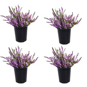 1.0 qt. Perennial Heather Calluna Renate Purple (4-Pack)