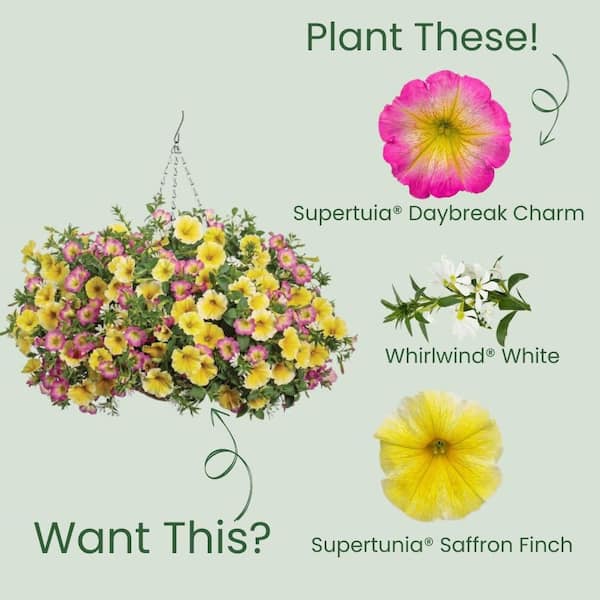 Proven Winners 4.25 in. Eco+ Grande Supertunia Daybreak Charm