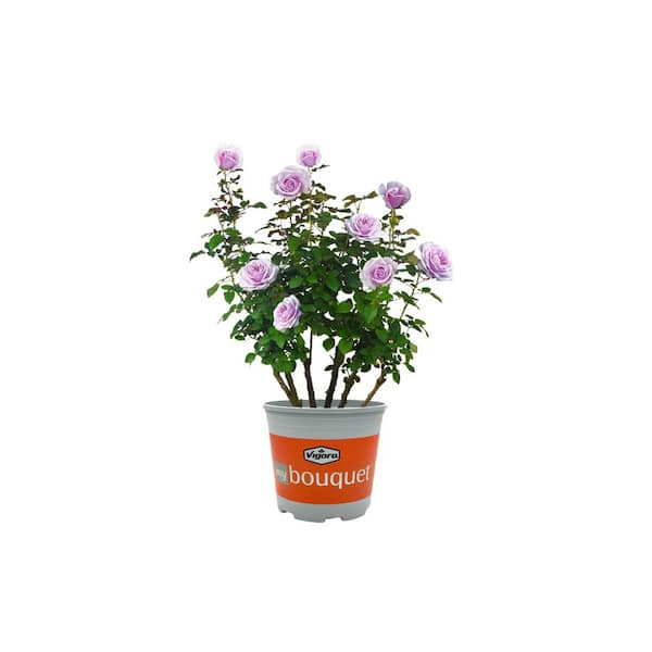 2 Gal. Rose Pacific Blue with Purple Flowers and Strong-Honey Fragrance in Growers Pot