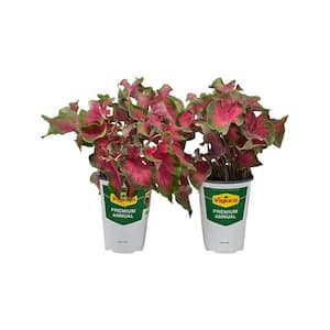 2.5 qt. Caladium Sweetheart in 6.33 in. Grower's Pot (2-Pack)