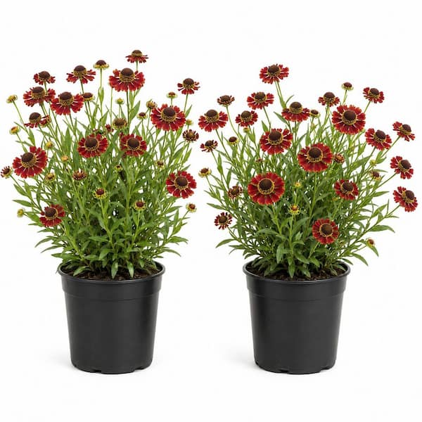 1 gal. Ruby Dwarf Helenium Plant– Compact Red Sneezeweed Flowering Perennial (2-Pack)