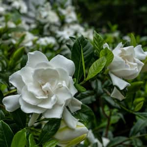 2.25 Gal. White Blooms Frostproof Gardenia Plant