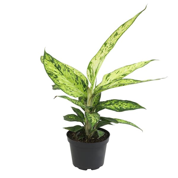 ALTMAN PLANTS Starbright' Dieffenbachia Live Foliage Indoor Houseplant 6 in. Grower Pot