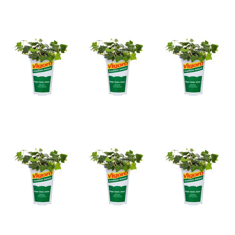 Vigoro 1-Pint English Ivy Baltic Green Annual Plant (6-Pack) 78833 ...