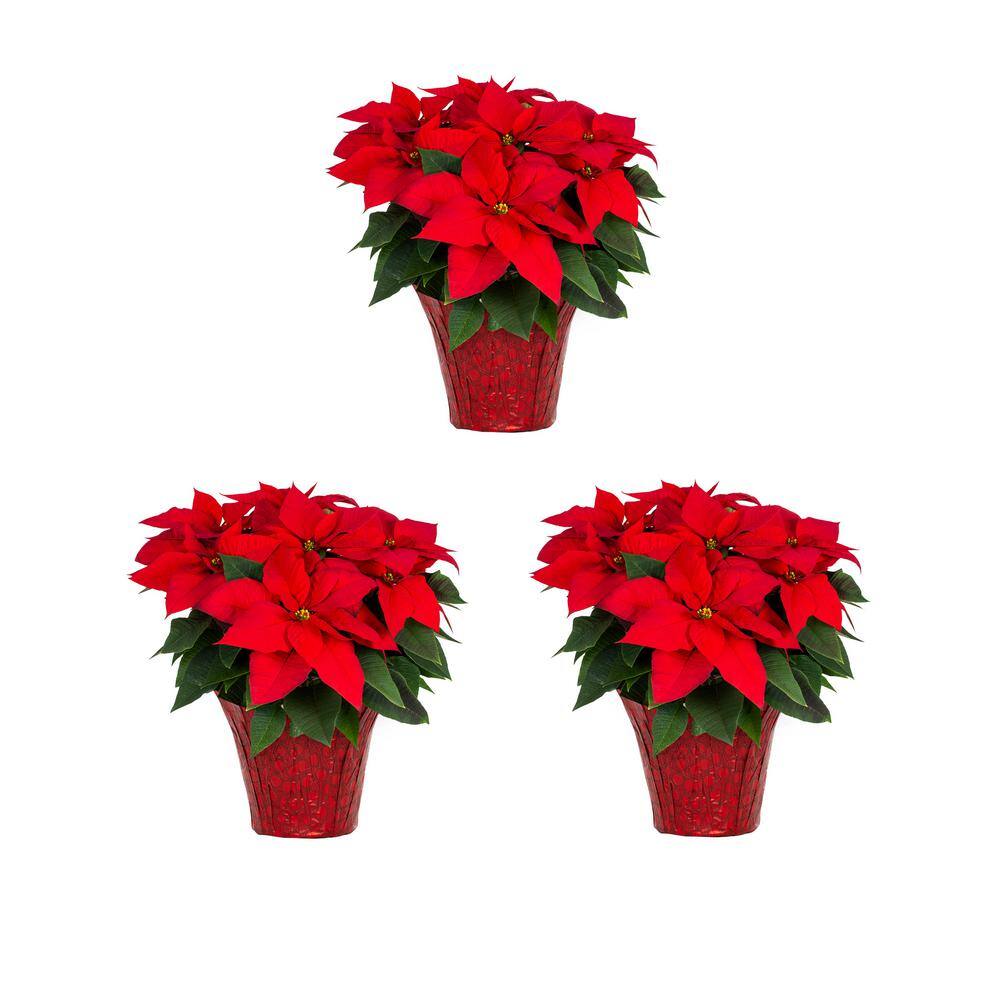 METROLINA GREENHOUSES 2 Qt. Christmas Poinsettia Red W/Red Foil (3-Pack ...